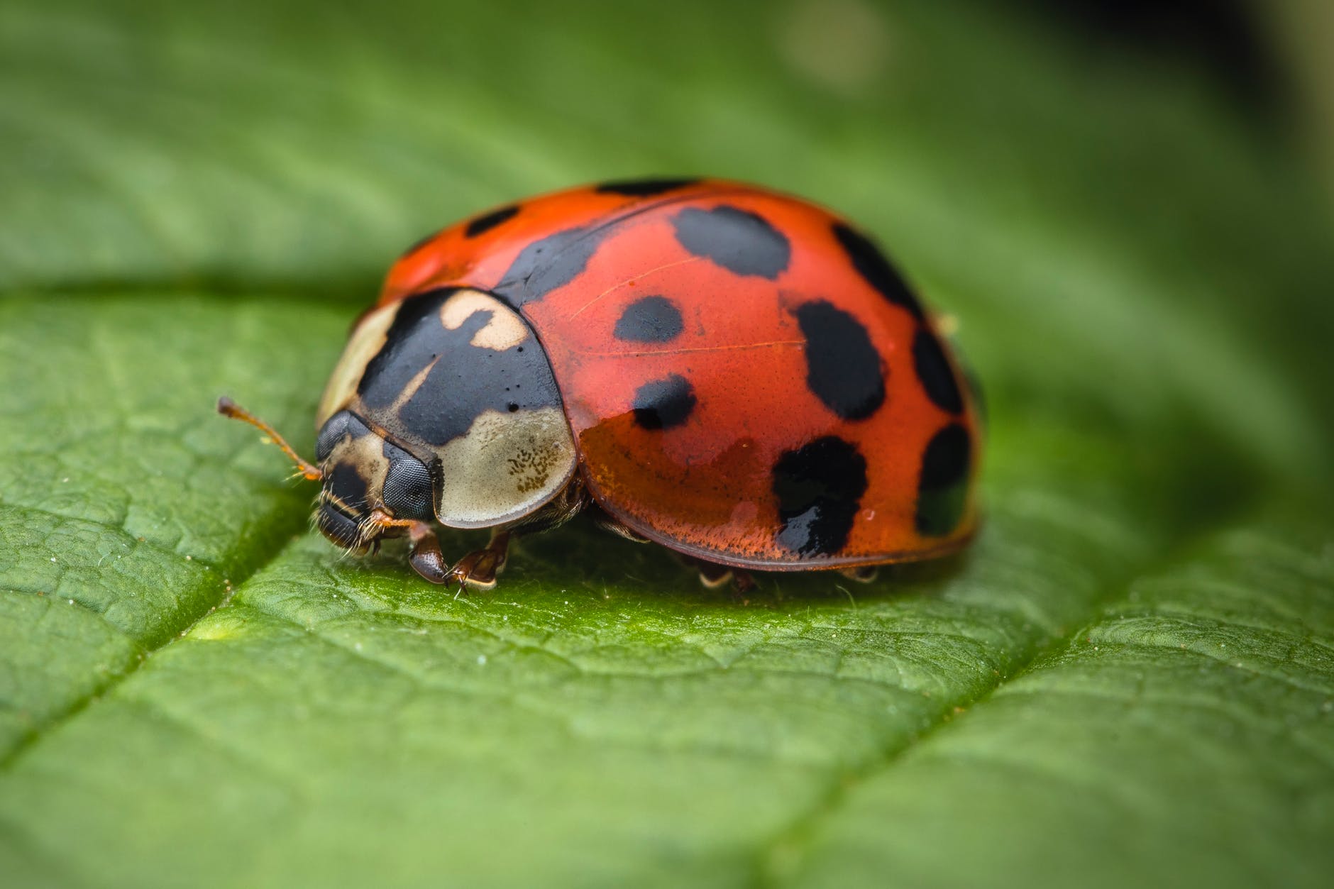 what-do-ladybugs-eat