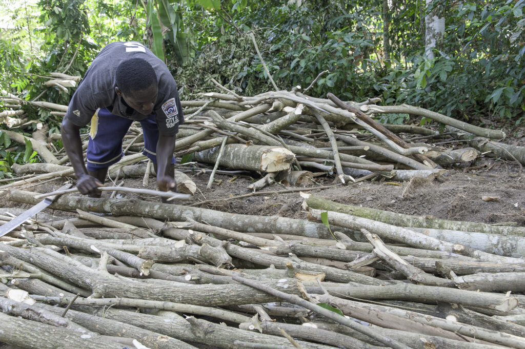 The Pandemic Has Severely Affected The Forest Sector – Find Out How ...