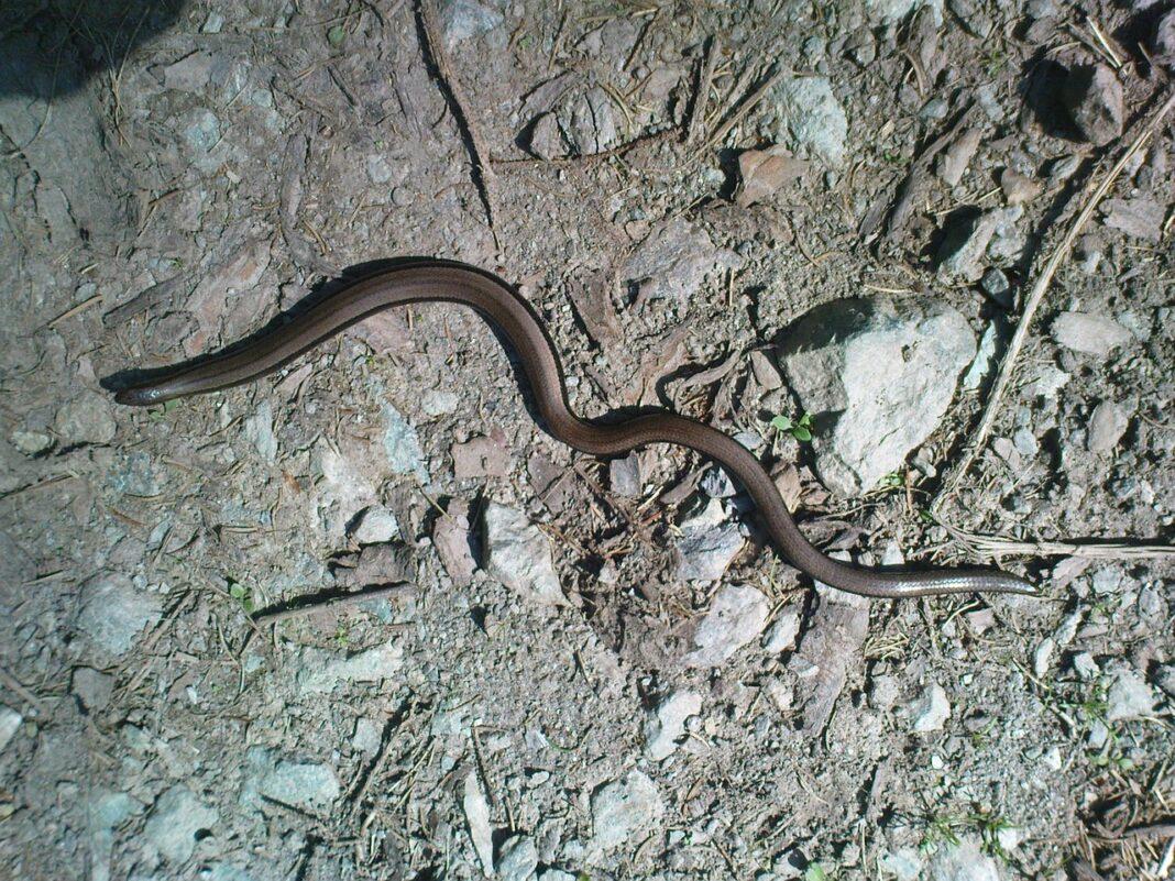 Brahminy Blind Snake: Exploring Habitat, Characteristics, Behavior